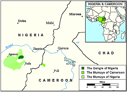 Gengle in Nigeria